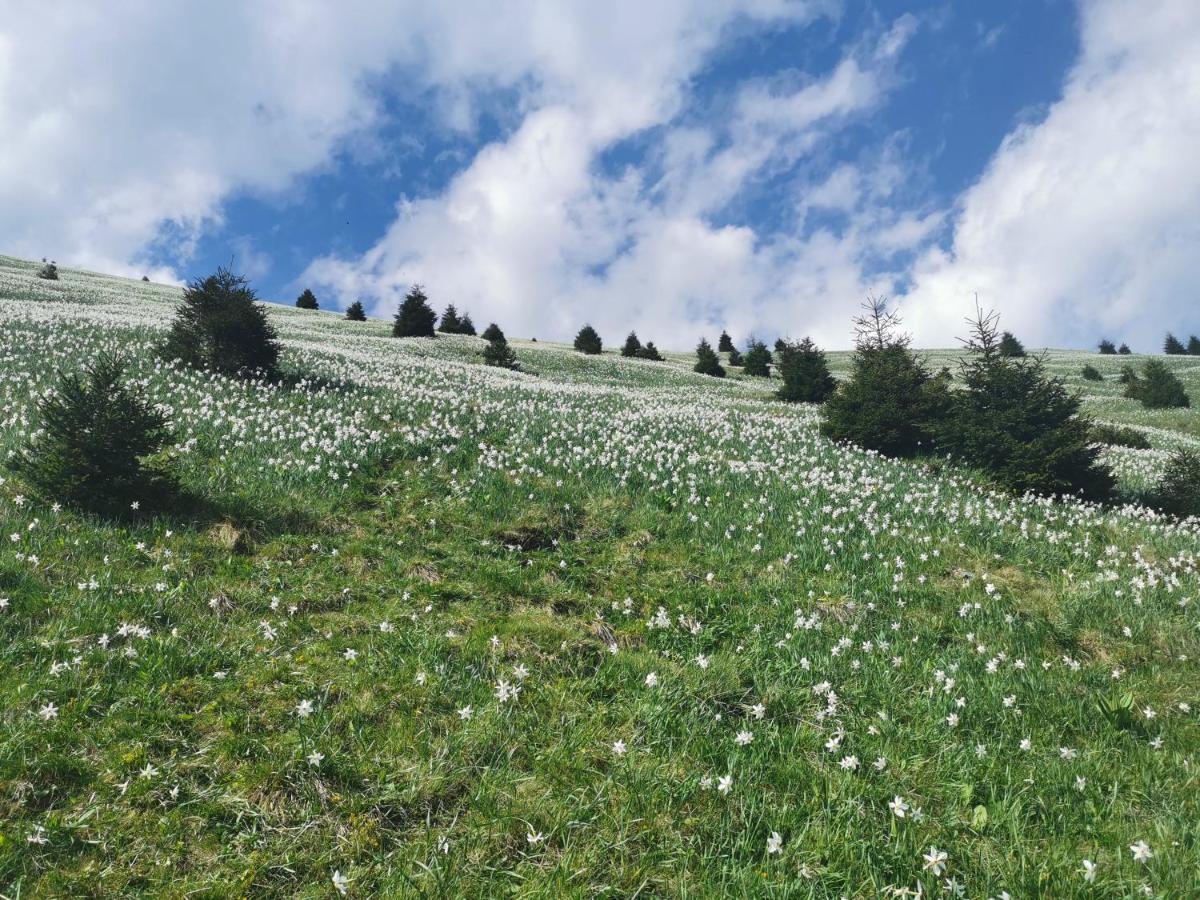 Apartma Rekar - A House, Where You Can Relax In The Embrace Of Nature Jesenice Luaran gambar